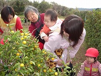 全園児できんかんちぎりをしました。今年も黄色の実をたくさんつけました。