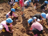 スコップや手でお芋の周りを掘っています