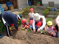 あかぐみ・きぐみも一人一本苗を植えています