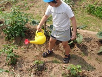 ももぐみ・あおぐみの菜園で野菜の苗植えを行いました