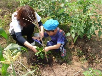 １ヶ月前に植えたピーマンの苗が生長して、実をつけました