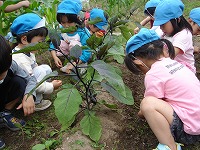 5月の上旬植にえた野菜の苗もだいぶ大きくなってきました。