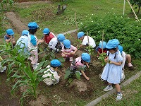 草も生えてきているので、草取りに精を出しています