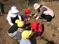 ６月に植えた苗が土の中でお芋になりました