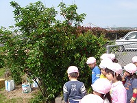 菜園の桜の木にサクランボが実をつけました