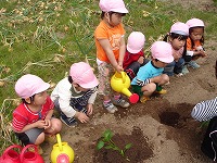 堆肥を入れて土と混ぜて苗を植えました。水をあげてます。