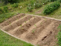 これからたくさんお世話をして、いっぱい野菜が出来るといいね。