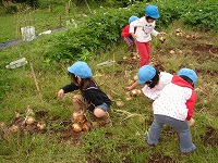 みんな手伝って収穫しています。一人で何個も持って行きます。