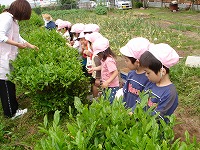 今年もちょうど八十八夜にお茶摘みです