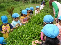 5月　茶摘み